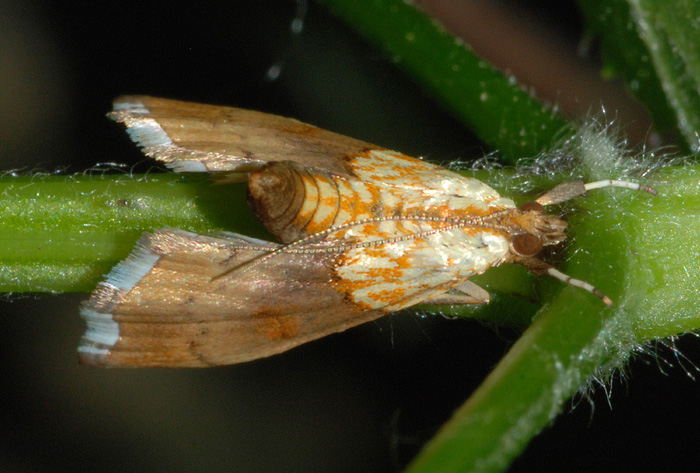 Crambidae 3 - Agrotera nemoralis